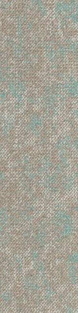 CA923 苍柏